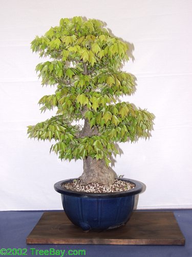2002Betsuin 121_adj.jpg